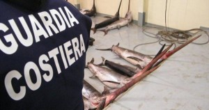 Catanzaro – Sequestrati 26 esemplari di pesce spada sotto misura