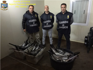 Calabria – Gdf sequestra 1 quintale pesce spada sotto misura