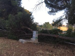 Alberi sradicati a Soverato, i carabinieri bloccano le operazioni di “disboscamento”