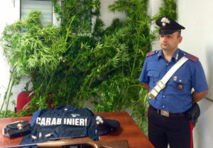 Piantagione di cannabis tra ulivi e vitigni, 37enne ai domiciliari