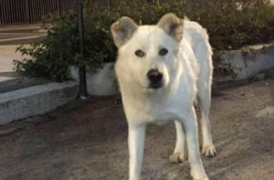 A Roma una statua per ricordare Angelo, il cane torturato e ucciso in Calabria