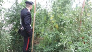 Scoperta piantagione di cannabis, sequestrate 435 piantine e impianto di irrigazione