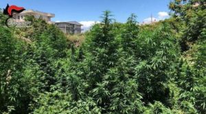 Scoperte due piantagioni di marijuana, due arresti