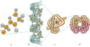 La proteina p53 che protegge gli elefanti dal cancro potrebbe essere impiantata nell’uomo?