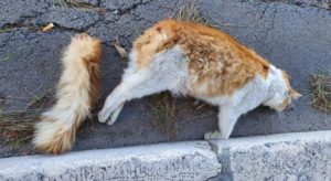 Gatto imbottito di petardi e fatto esplodere. La foto shock dell’animale torturato sul web sta commuovendo tutti