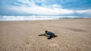 Le spiagge non sono tavoli da biliardo