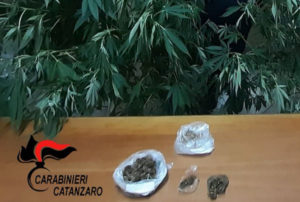 Squillace – Produzione e spaccio di marijuana, 56enne arrestato