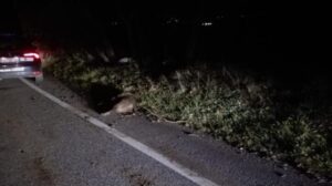 Squillace, nuovo incidente tra auto e un cinghiale