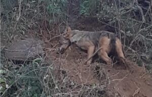 Morto il lupo di Squillace finito in un laccio per cinghiali