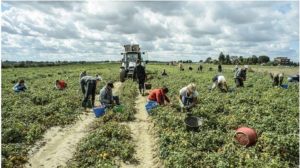 Il caldo in Calabria ha bruciato frutta e verdura. Ingenti i danni