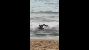 Squalo a riva, bagnanti fuggono dalla spiaggia di Alicante. Il video