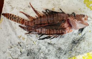 Catturato nel mare calabrese un pesce di “specie aliena” molto velenoso