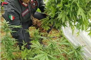 Piantagione di marijuana nascosta tra la vegetazione, 49enne arrestato