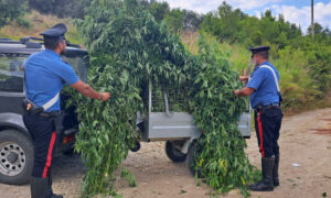 Scoperta nel catanzarese una piantagione di marijuana, 176 piante distrutte