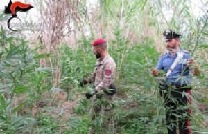 Individuate due piantagioni di marijuana, 62enne arrestato