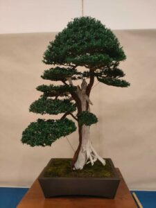 Grande successo a Catanzaro per la XIII mostra Nazionale dell’Arte Bonsai