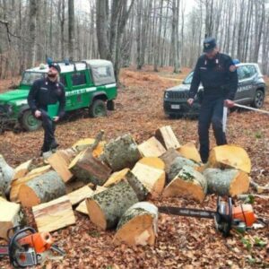 Furto di legna, due arresti dei carabinieri forestali