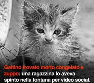 Ragazza spinge in una fontana e uccide un gattino per un video social