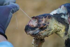 SOS tartarughe, ridurre l’uso della plastica dopo la triste scoperta di una tartaruga marina senza vita