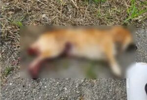 Cagnolino trucidato stanotte a Catanzaro, l’appello del Comune: “Chi sa parli”