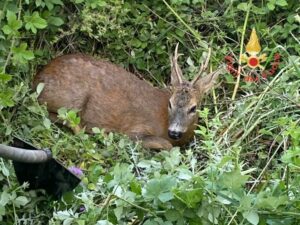 Capriolo investito scivola in una scarpata, recuperato dai vigili del fuoco