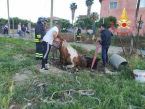 Cavallo cade all’interno di un pozzo, recuperato dai vigili del fuoco