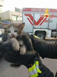 Piccolo gattino rimane incastrato nel vano motore di una vettura, salvato dai vigili del fuoco