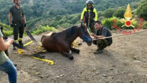 Cavallo scivola in un dirupo, recuperato dai vigili del fuoco