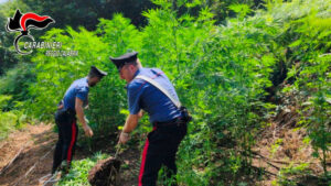 Scoperta una piantagione di marijuana, avrebbe fruttato oltre 600mila euro