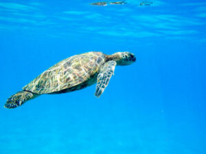 Rilasciata nel mare di Montepaone un esemplare di Caretta Caretta