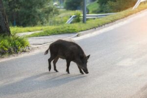 Gagliato, pericolo cinghiali sulla Provinciale