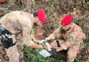 Scoperte due coltivazioni di canapa, arrestata una coppia