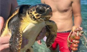 Tartaruga Caretta Caretta rilasciata dopo il recupero