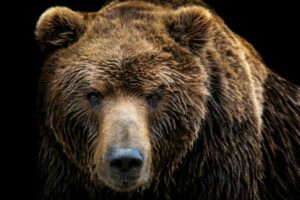 Un orso bruno ha attaccato e ucciso un uomo di 55 anni in Slovacchia