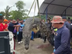 Tragedia in Malesia, coccodrillo gigante divora una bambina di 6 anni