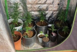 Coltivava marijuana in casa in due serre, 41enne finisce ai domiciliari