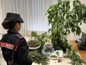 Coltivava marijuana nel suo terreno, 54enne ai domiciliari