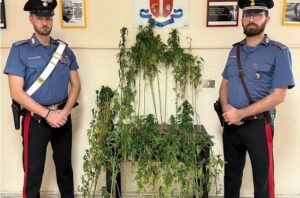 Scoperta una piantagione di marijuana: avrebbe fruttato 50mila euro